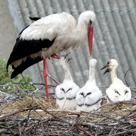 Jagdschloss * Kotelow